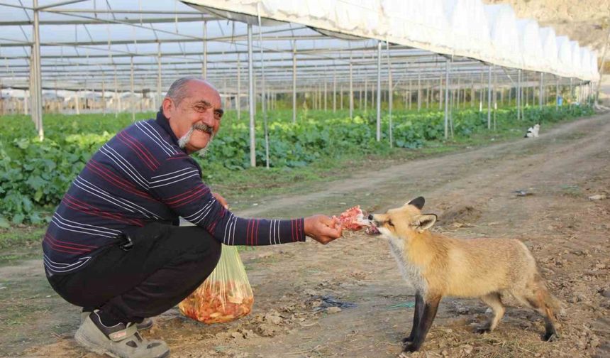 Küs olan kardeşlerin tilki rekabeti: Ağabey mangal partisi yapıyor, kardeşi pastayla besliyor