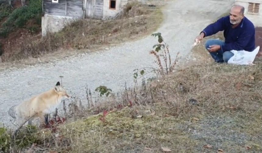 Pimbilona Yaylası’nda sıra dışı dostluk