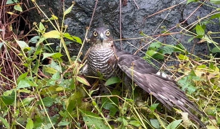 Rize’de atmacalar bıldırcın avında yarıştı