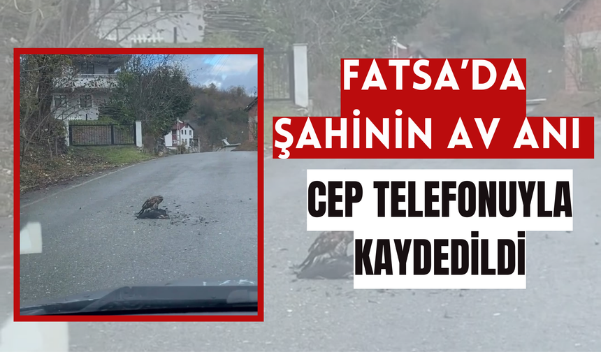 Fatsa’da Şahinin Av Anı Cep Telefonuyla Kaydedildi