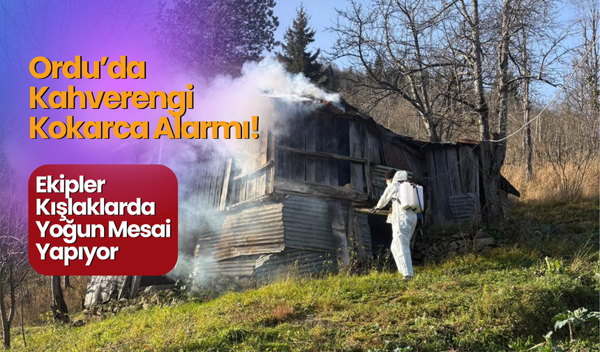 Ordu’da Kahverengi Kokarca Alarmı! Ekipler Kışlaklarda Yoğun Mesai Yapıyor