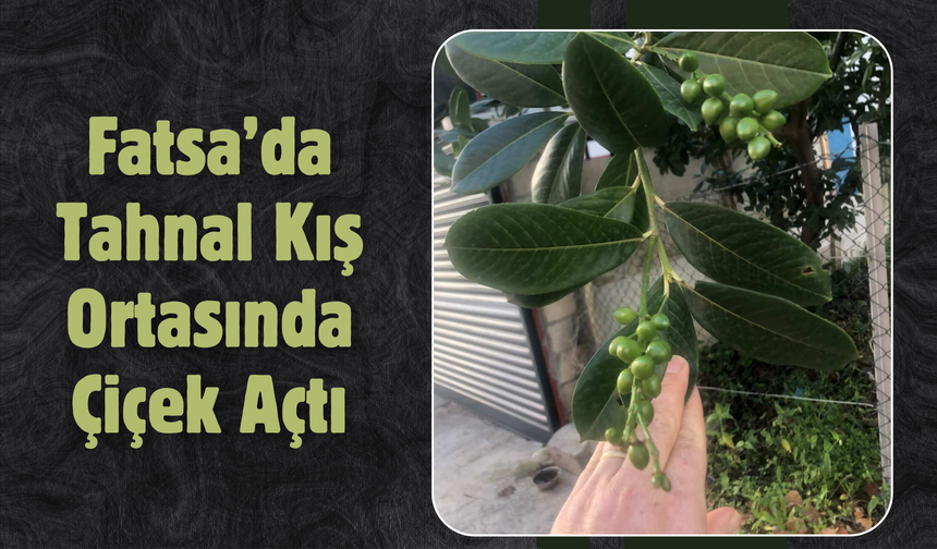 Fatsa’da Tahnal Kış Ortasında Çiçek Açtı