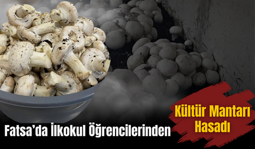 Fatsa’da İlkokul Öğrencilerinden Kültür Mantarı Hasadı