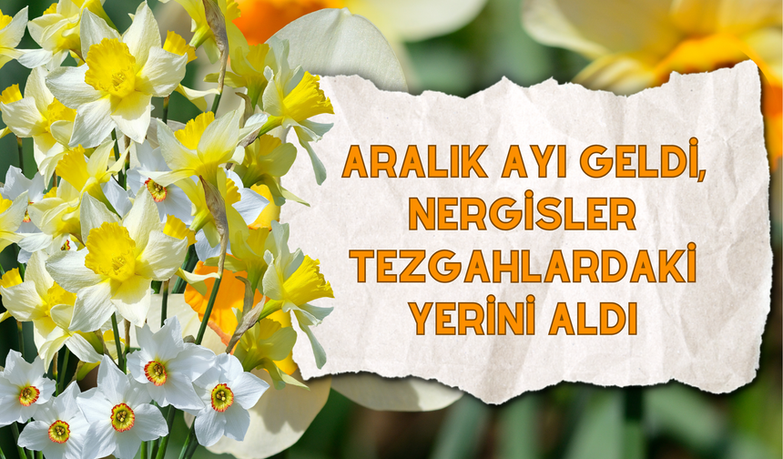 Aralık Ayı Geldi, Nergisler Tezgâhlardaki Yerini Aldı