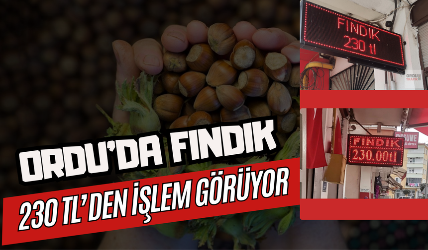 Ordu’da Fındık 230 TL’den İşlem Görüyor