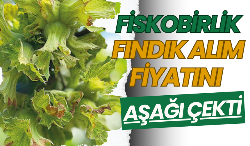 Fiskobirlik Fındık Alım Fiyatını Aşağı Çekti