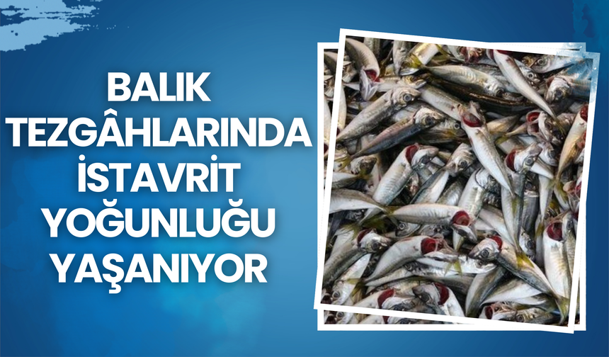 Balık Tezgâhlarında İstavrit Yoğunluğu Yaşanıyor