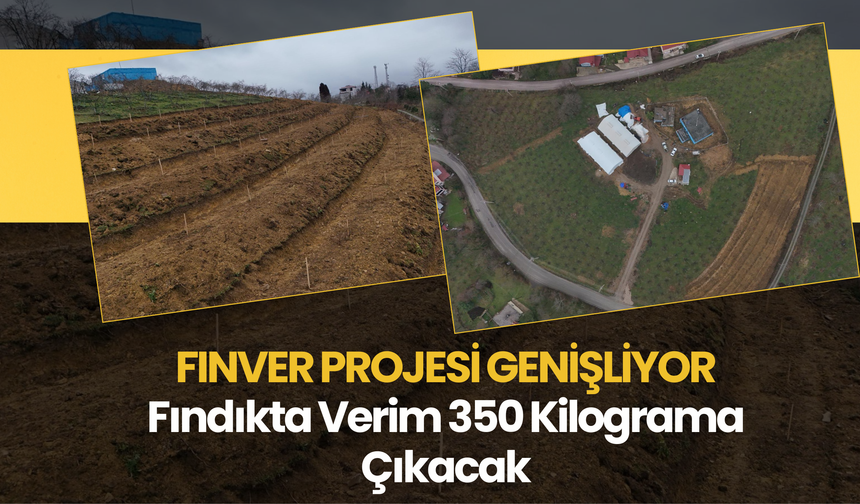 FINVER Projesi Genişliyor: Fındıkta Verim 350 Kilograma Çıkacak
