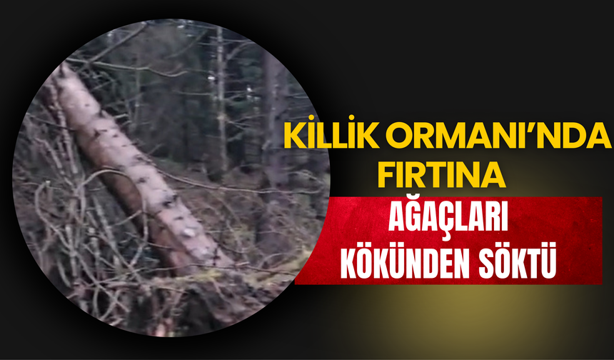 Killik Ormanı’nda Fırtına Ağaçları Kökünden Söktü