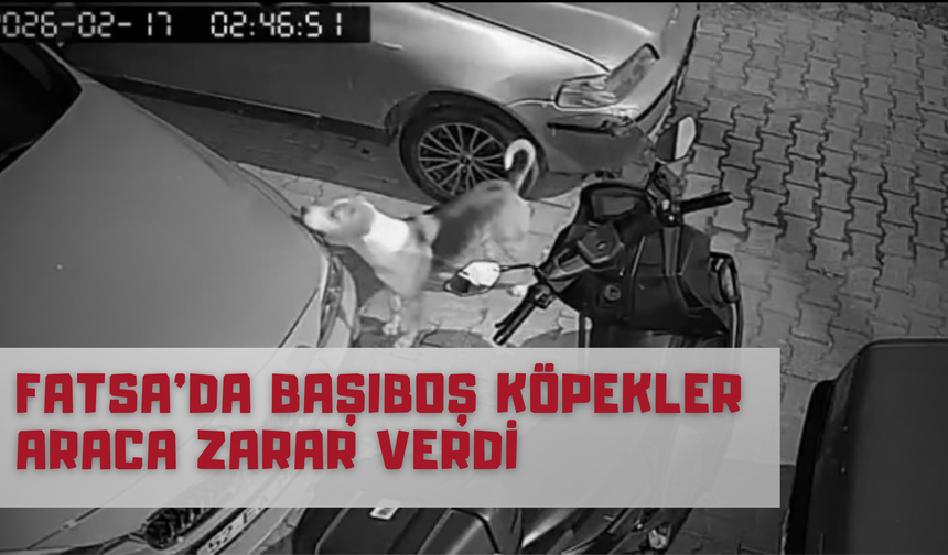 Fatsa’da Başıboş Köpekler Araca Zarar Verdi