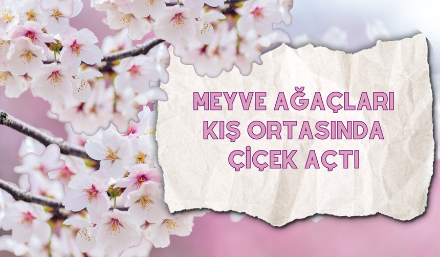 Ordu’da “Yalancı Bahar” Etkisi: Meyve Ağaçları Kış Ortasında Çiçek Açtı