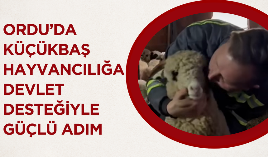 Ordu’da Küçükbaş Hayvancılığa Devlet Desteğiyle Güçlü Adım