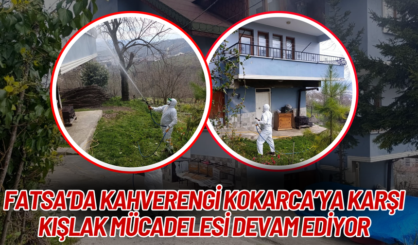 Fatsa’da Kahverengi Kokarca’ya Karşı Kışlak Mücadelesi Devam Ediyor