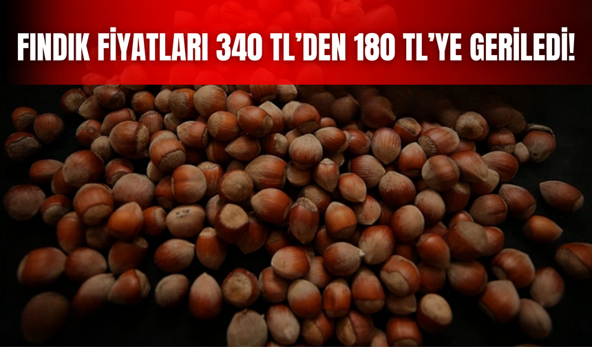 Fındık Fiyatları 340 TL’den 180 TL’ye Geriledi!