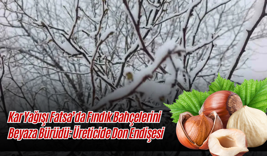 Kar Yağışı Fatsa’da Fındık Bahçelerini Beyaza Bürüdü: Üreticide Don Endişesi
