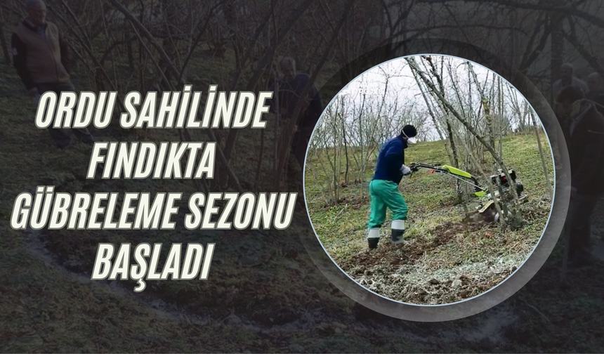 Ordu Sahilinde Fındıkta Gübreleme Sezonu Başladı