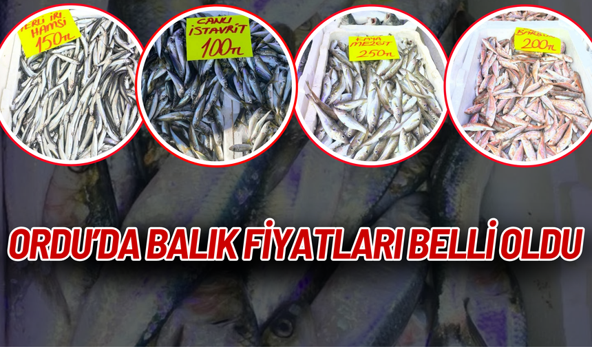 Ordu’da Balık Fiyatları Belli Oldu