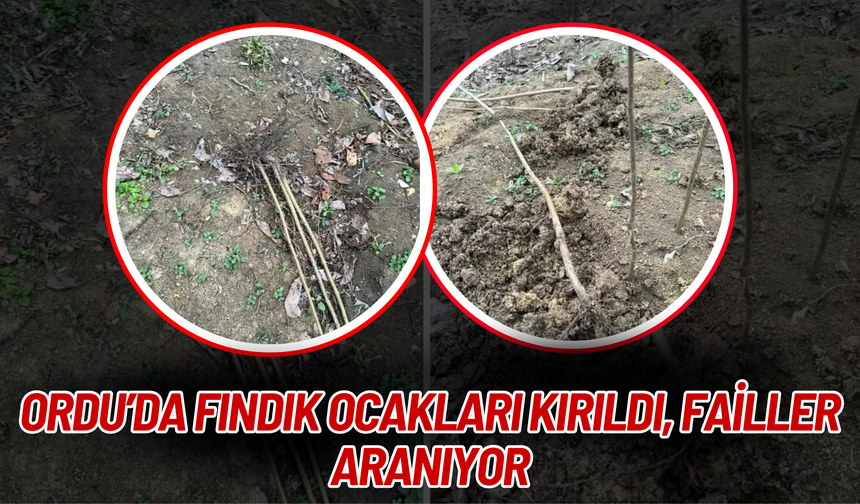 Ordu’da Fındık Ocakları Kırıldı, Failler Aranıyor