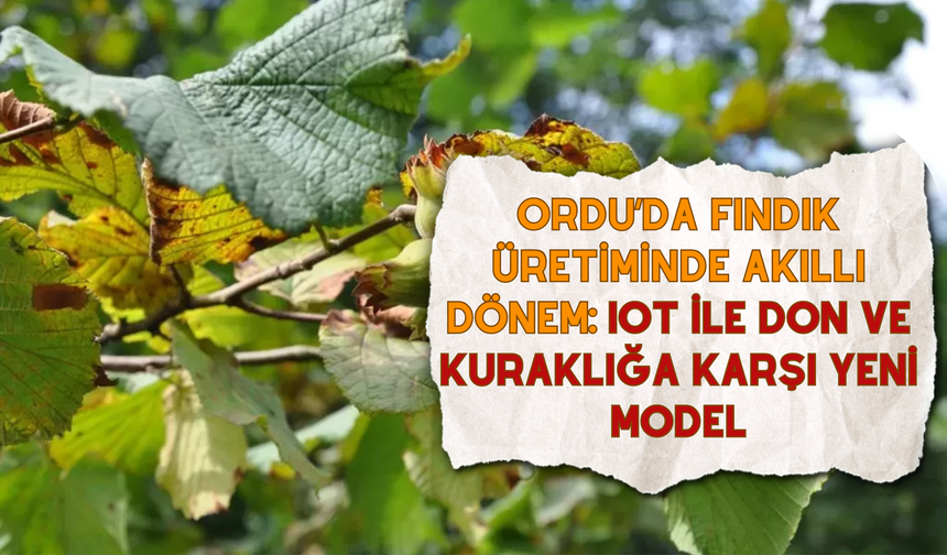 Ordu’da Fındık Üretiminde Akıllı Dönem: IoT ile Don ve Kuraklığa Karşı Yeni Model
