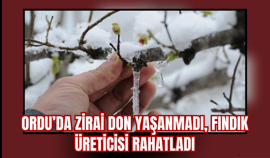 Ordu’da Zirai Don Yaşanmadı, Fındık Üreticisi Rahatladı