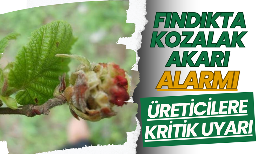 Fındıkta Kozalak Akarı Alarmı! Üreticilere Kritik Uyarı