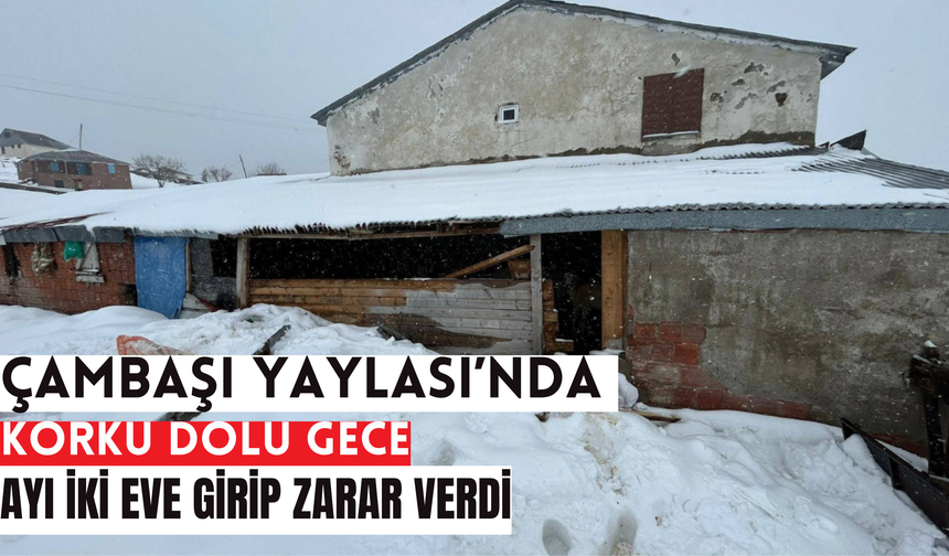 ÇAMBAŞI YAYLASI’NDA KORKU DOLU GECE: AYI İKİ EVE GİRİP ZARAR VERDİ