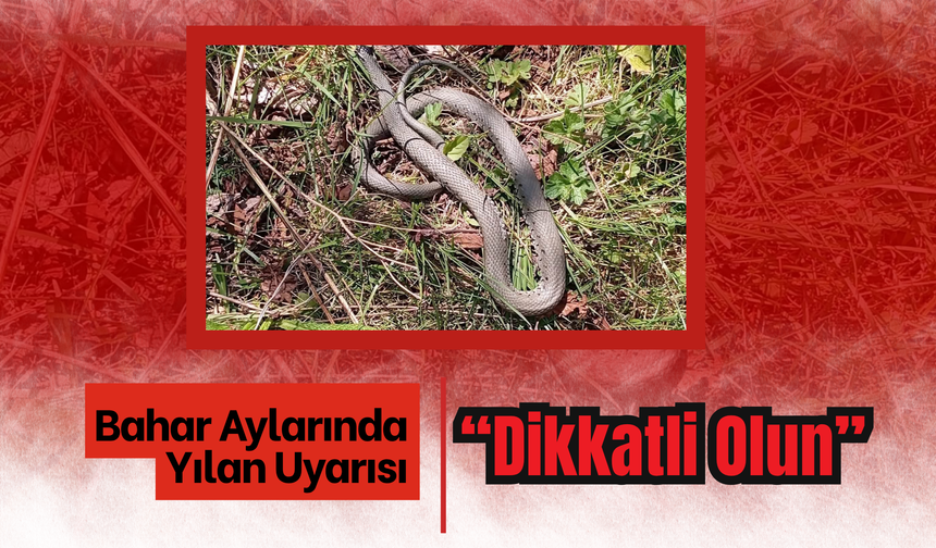 Bahar Aylarında Yılan Uyarısı: “Dikkatli Olun”