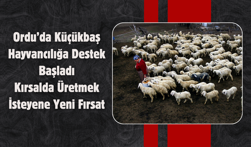 Ordu’da Küçükbaş Hayvancılığa Destek Başladı: Kırsalda Üretmek İsteyene Yeni Fırsat