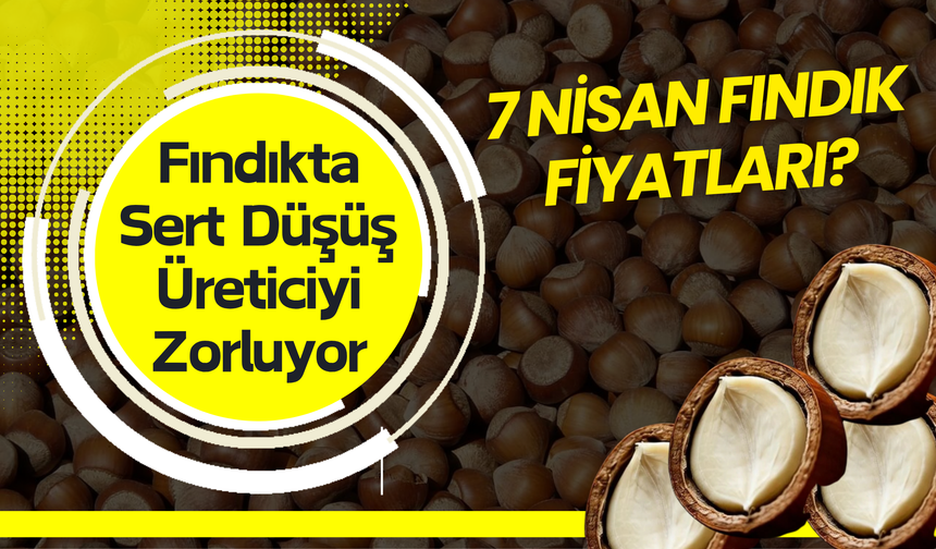 Fındıkta Sert Düşüş Üreticiyi Zorluyor