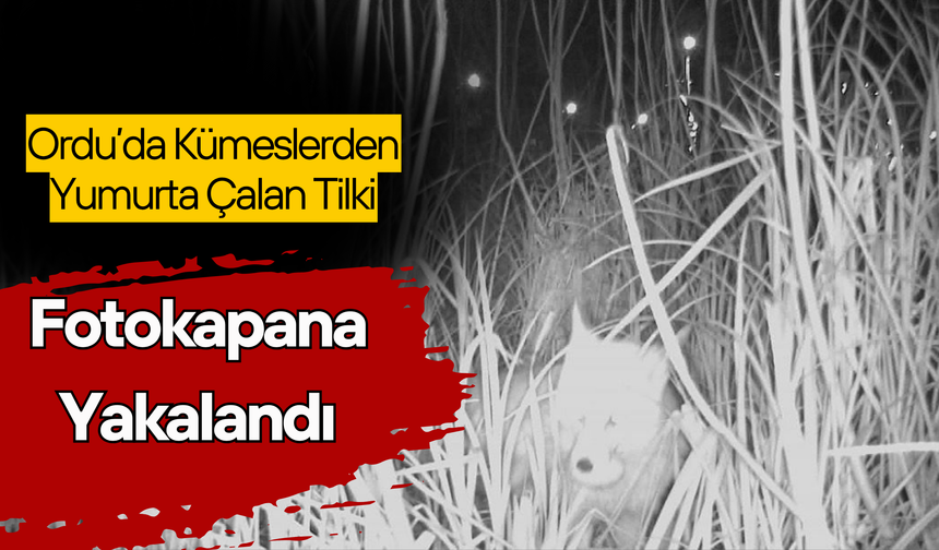 Ordu’da Kümeslerden Yumurta Çalan Tilki, Fotokapana Yakalandı