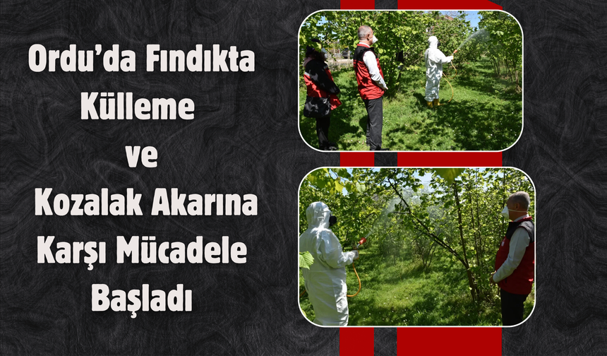 Ordu’da Fındıkta Külleme ve Kozalak Akarına Karşı Mücadele Başladı