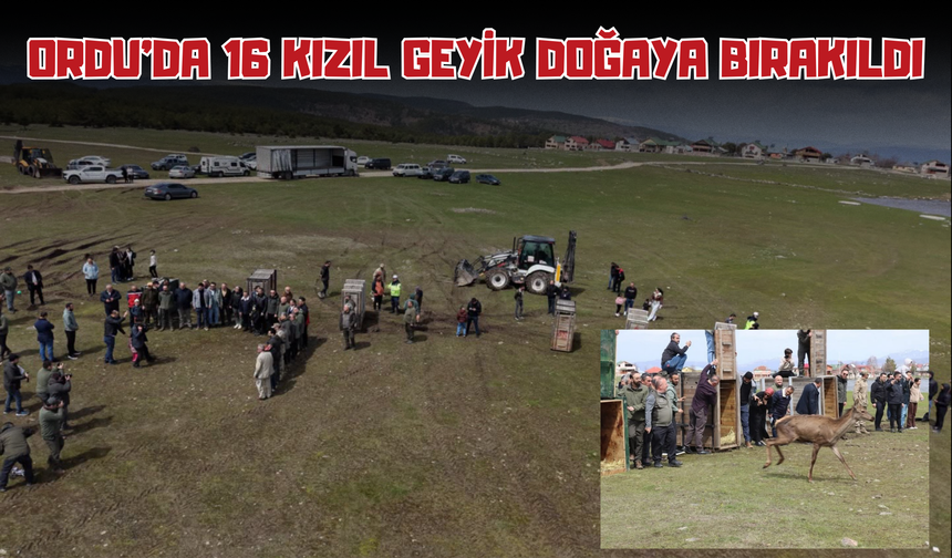 Ordu’da 16 Kızıl Geyik Doğaya Bırakıldı
