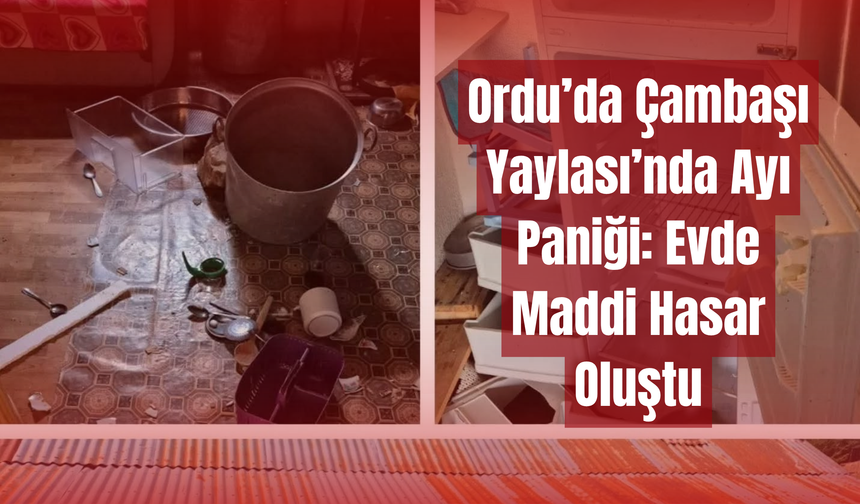 Ordu’da Çambaşı Yaylası’nda Ayı Paniği: Evde Maddi Hasar Oluştu