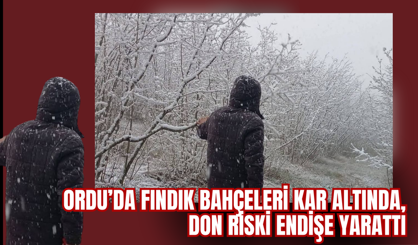 ORDU’DA FINDIK BAHÇELERİ KAR ALTINDA, DON RİSKİ ENDİŞE YARATTI