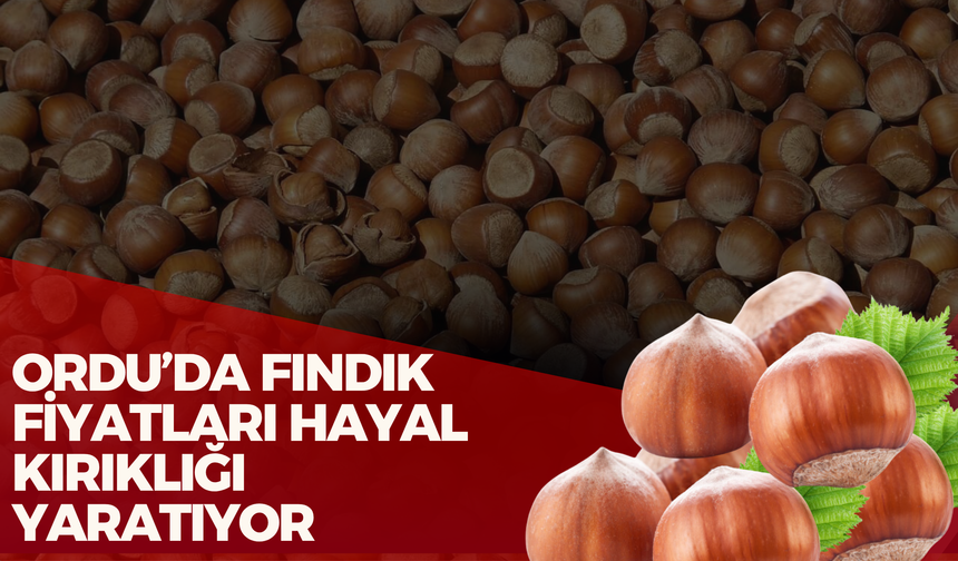 Ordu’da Fındık Fiyatları Hayal Kırıklığı Yaratıyor