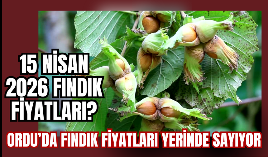 Ordu’da Fındık Fiyatları Yerinde Sayıyor