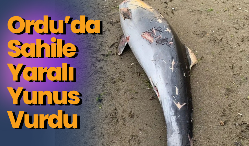 Ordu’da Sahile Yaralı Yunus Vurdu