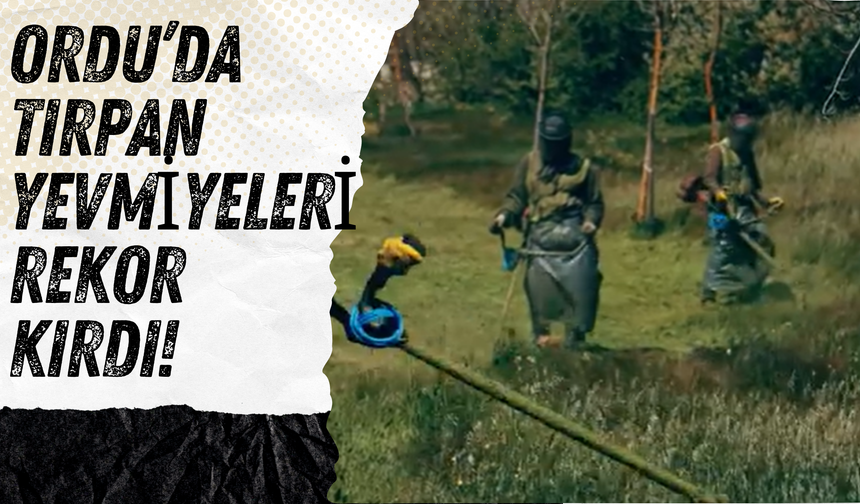 Ordu’da Tırpan Yevmiyeleri Rekor Kırdı!