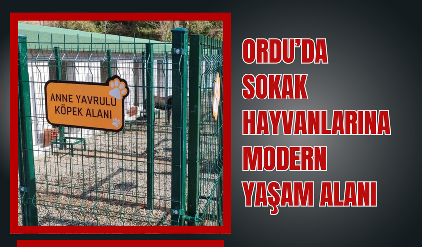 ORDU’DA SOKAK HAYVANLARINA MODERN YAŞAM ALANI: ÜNYE’DE SONA GELİNDİ