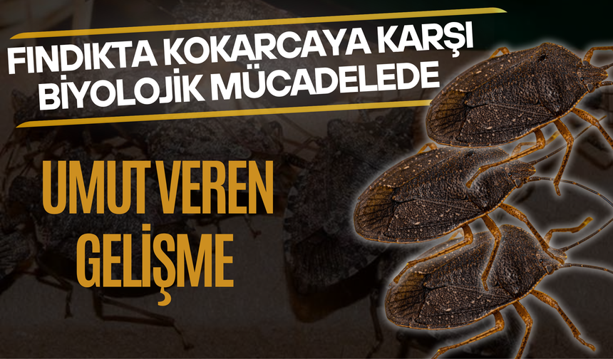Fındıkta Kokarcaya Karşı Biyolojik Mücadelede Umut Veren Gelişme