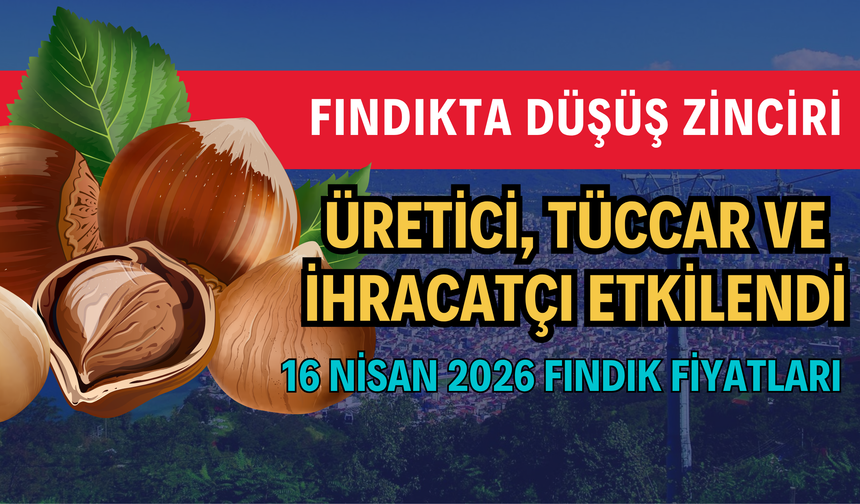 Fındıkta Düşüş Zinciri: Üretici, Tüccar ve İhracatçı Etkilendi