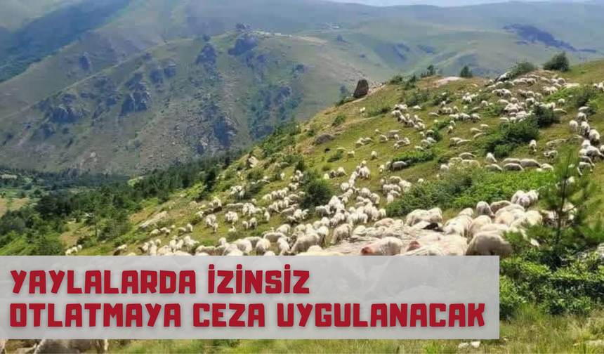 Yaylalarda İzinsiz Otlatmaya Ceza Uygulanacak