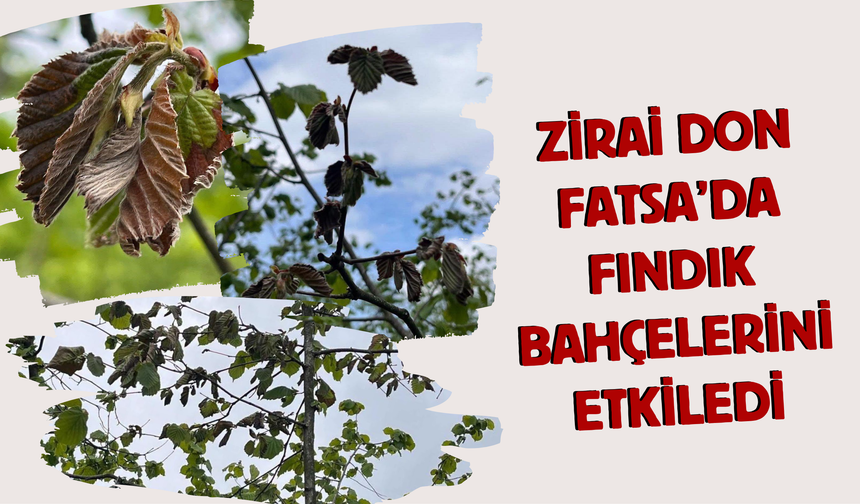 Zirai Don Fatsa’da Fındık Bahçelerini Etkiledi