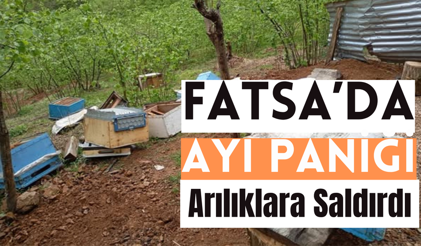 Fatsa’da Ayı Paniği: Arılıklara Saldırdı