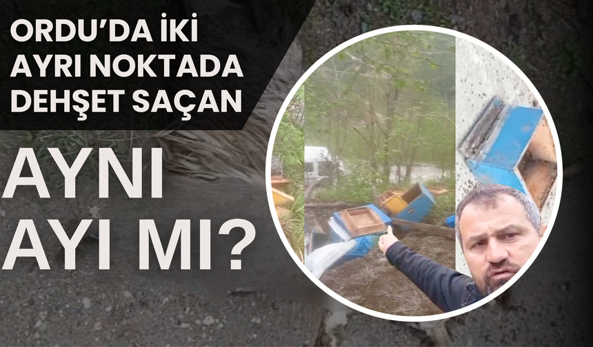 Ordu’da İki Ayrı Noktada Dehşet Saçan, Aynı Ayı mı?