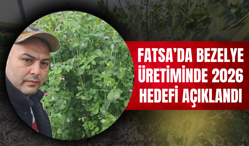 Fatsa’da Bezelye Üretiminde 2026 Hedefi Açıklandı