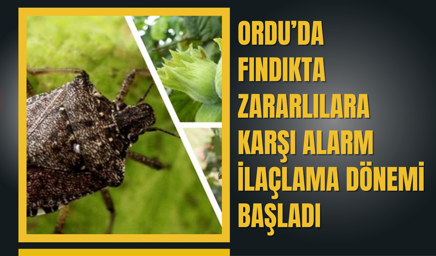 Ordu’da Fındıkta Zararlılara Karşı Alarm: İlaçlama Dönemi Başladı