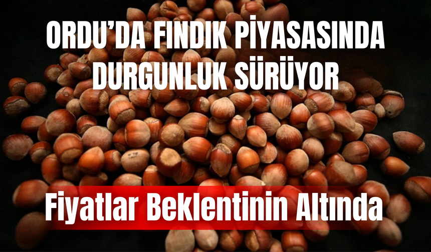 Ordu’da Fındık Piyasasında Durgunluk Sürüyor: Fiyatlar Beklentinin Altında