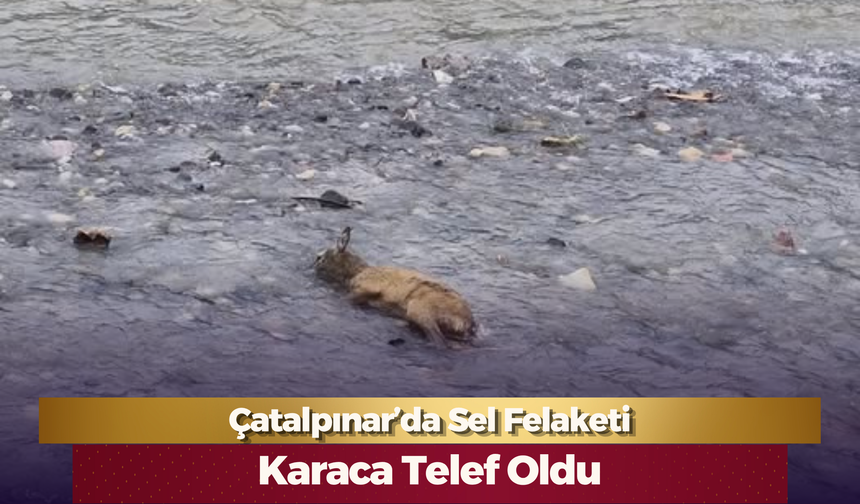 Çatalpınar’da Sel Felaketi: Karaca Telef Oldu