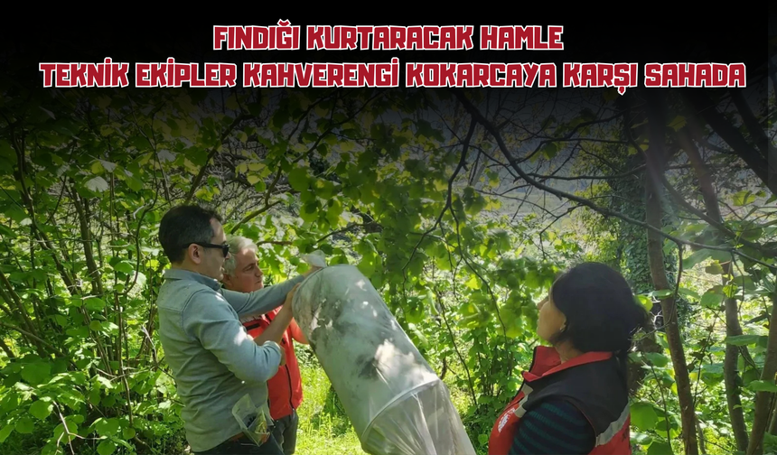 Fındığı Kurtaracak Hamle: Teknik Ekipler Kahverengi Kokarcaya Karşı Sahada